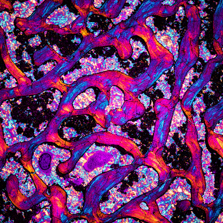 Microscopic Photography - Dinosaur Bone I