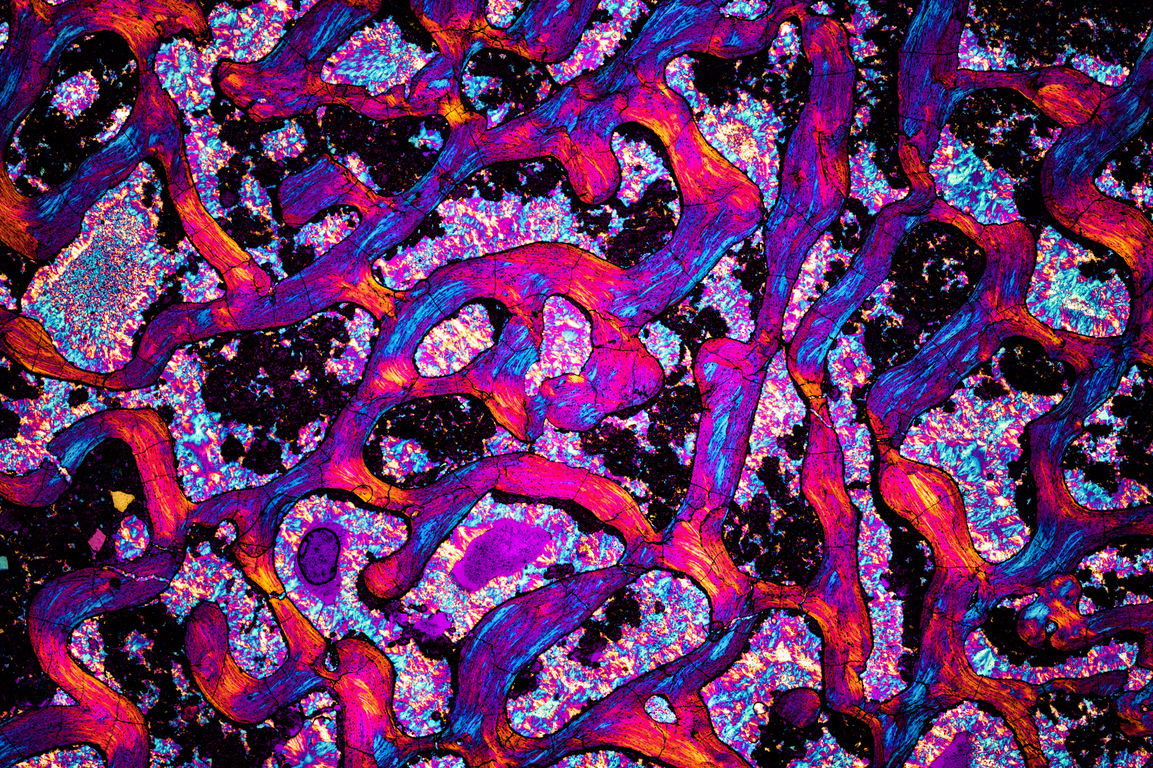Microscopic Photography - Dinosaur Bone I