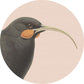Placemats - Native Birds