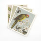 Dishcloth Set - Birds & Botanicals