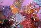 Microscopic Photography - Granophyre II