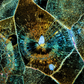 Microscopic Photography - Spherulitic Rhyolite II