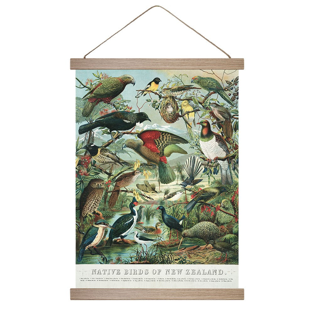 Canvas Wall Chart - Birds of New Zealand
