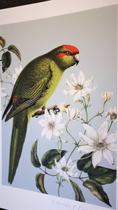 Birds & Botanics Kakariki Bird