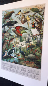Birds & Botanics NZ Native Birds