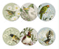 Coaster Set - NZ Birds & Botanicals