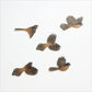 Crystal Ashley Wall Art Set - Fantails